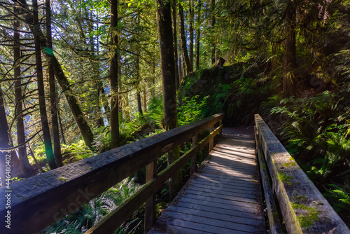 View of Hiking Path in Green and Vibrant Rain Forest during a sunny summer day. Buntzen Lake  Anmore  Vancouver  British Columbia  Canada. Nature Background