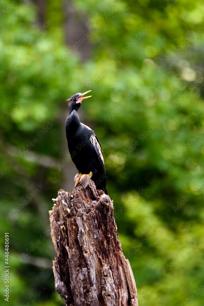 Fototapeta premium Vocalizing Anhinga Perched On Tree Stump-1558