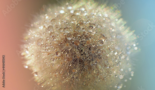 dry dandelion flower close-up with white flying parachutes on a blurr background, vertical image with soft focus and place for text