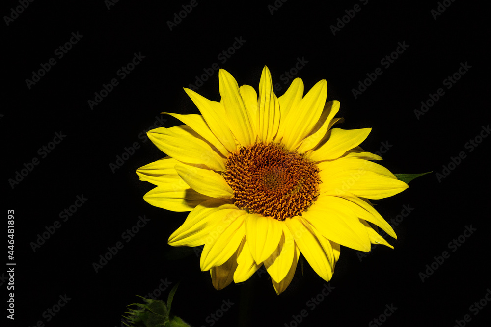 Fototapeta premium Tournesol