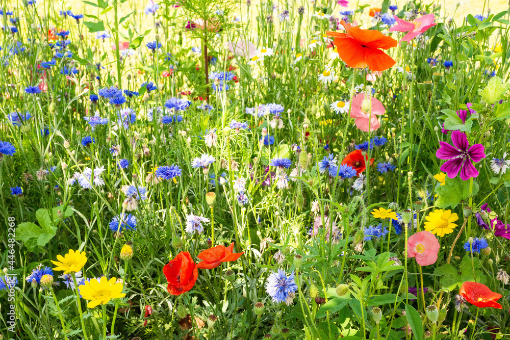 Fototapeta premium Fleurs des champs