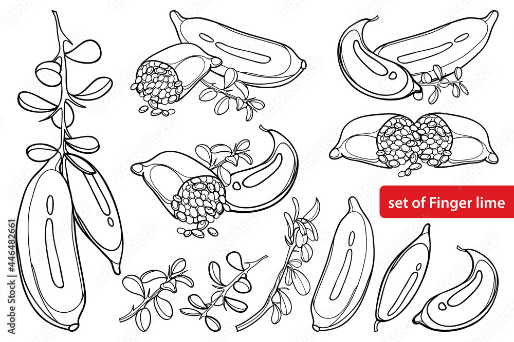 Ыet with outline Australian finger lime or caviar lime in black isolated on white background. Ыet with outline Australian finger lime or caviar lime in black isolated on white background.