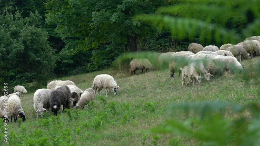 Sheep graze grass in natural environment - (4K) Sheep graze grass in natural environment - (4K)