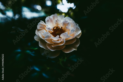 Φωτογραφία Soft focus of a beautiful white rose blooming at a garden