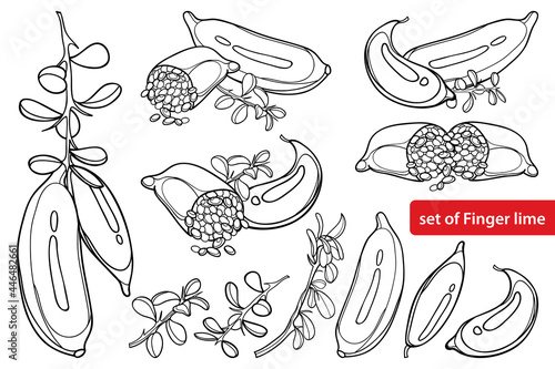 Ыet with outline Australian finger lime or caviar lime in black isolated on white background.
