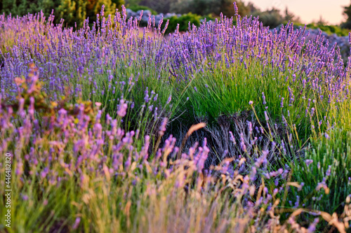 Blooming lavender field on Hvar  Croatia