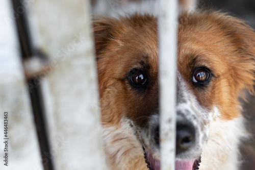 A dog with a very sad look in a dog shelter or animal shelter looks straight into the eyes through the cage or aviary. Animal cruelty concept.
