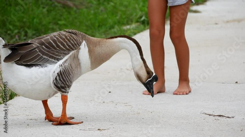 A child tries to pet a goose