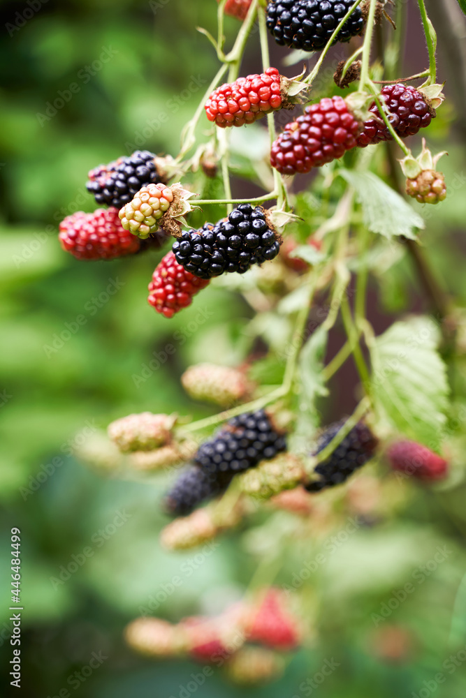 Many ripe and unripe organic blackberries growing on a bush in a summer garden