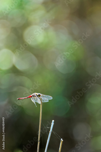 red dragonfly on dry grass with bokeh background © pheeby