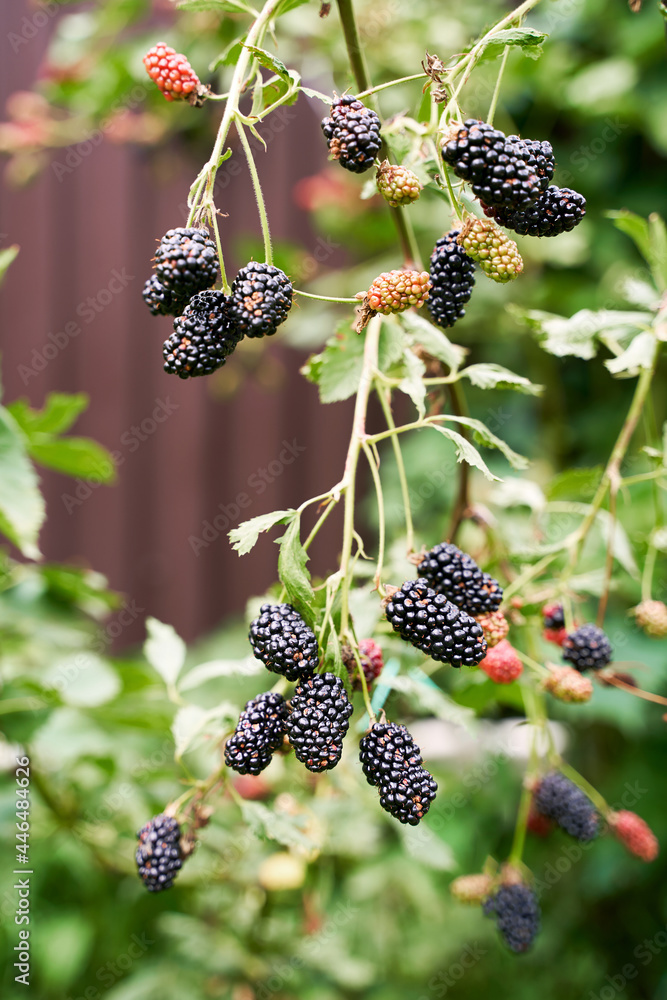 Many ripe organic blackberries growing on a bush in a summer garden