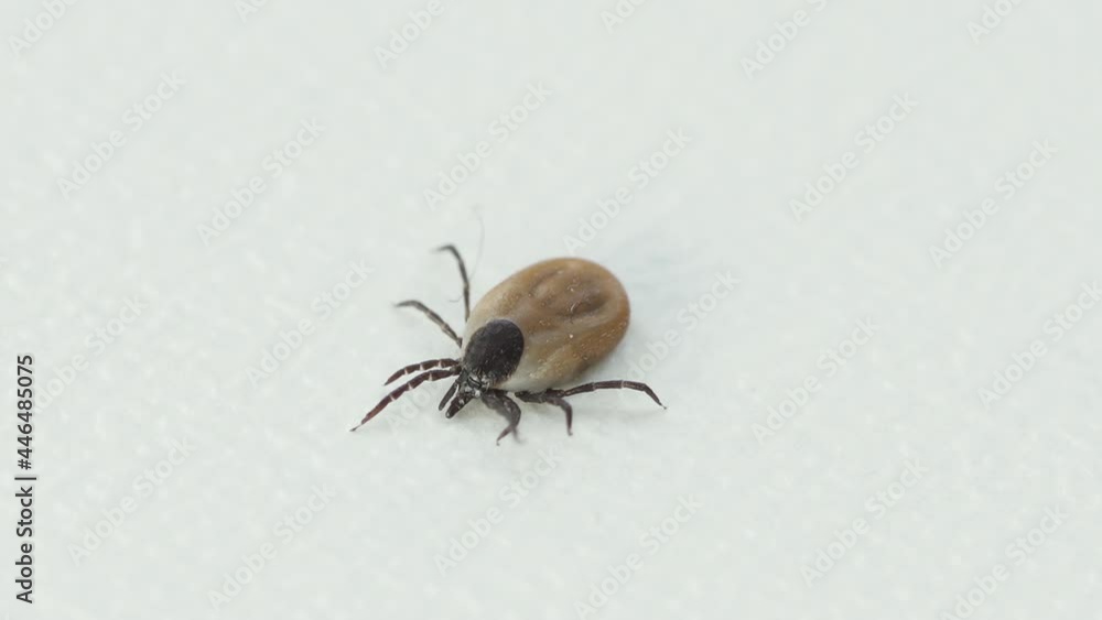 Tick Macro. Bloated parasite drunk on blood, Dangerous insect mite. Ixodes scapularis Encephalitis, Zoom out Tick Macro. Bloated parasite drunk on blood, Dangerous insect mite. Ixodes scapularis Encephalitis, Zoom out