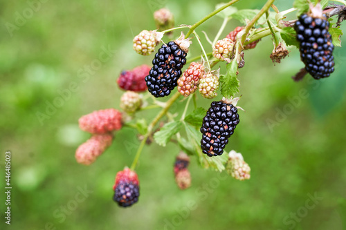 Many ripe and unripe organic blackberries growing on a bush in a summer garden