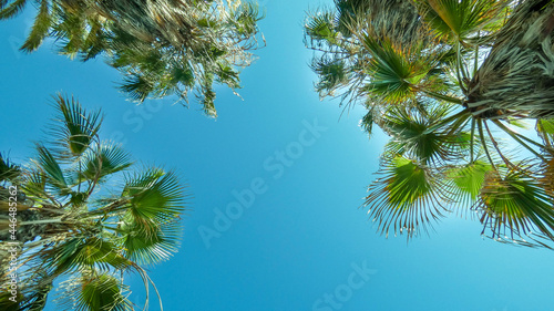 palm tree and blue sky photo