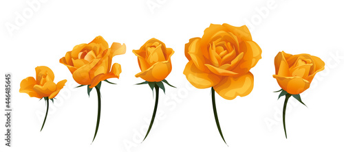 Orange Yellow rose bud side-view isolated on white vector illustration.