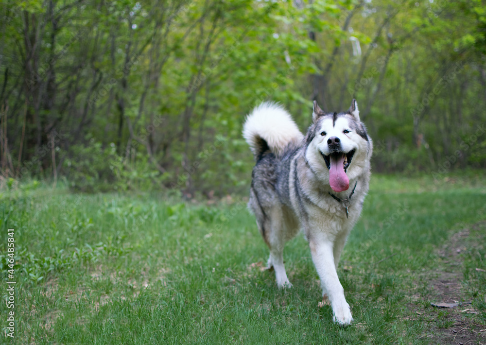 Alaskan malamute with a protruding tongue walking on a green clearing in the forest.