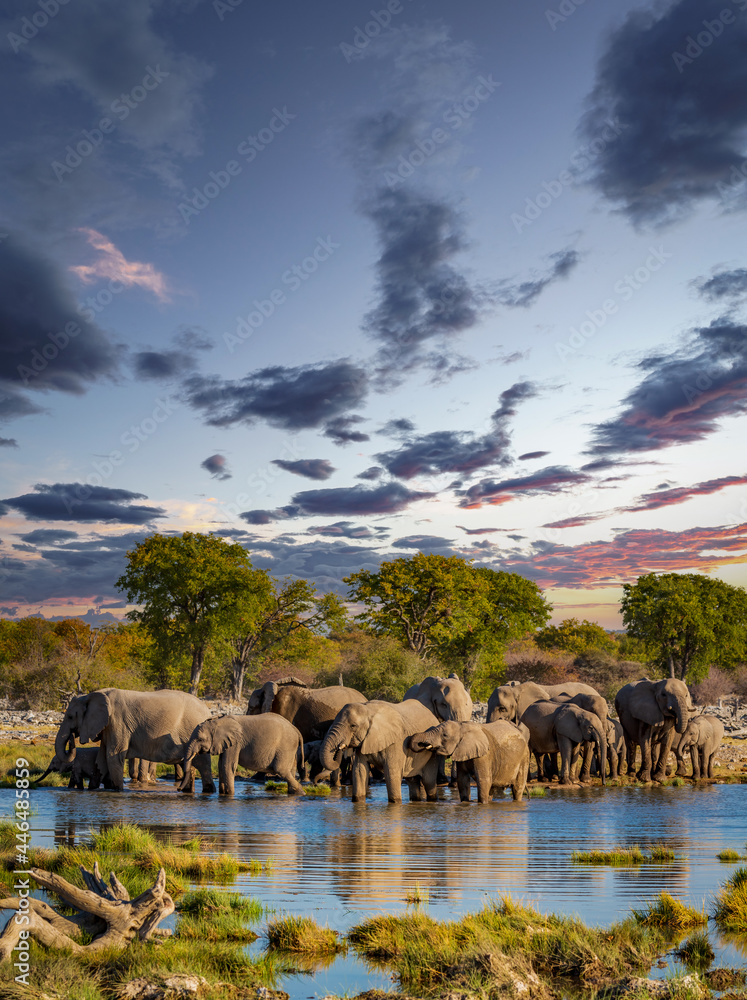 Large group of Elephants in Etosha park - obrazy, fototapety, plakaty 
