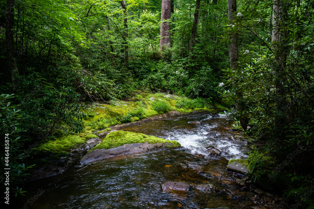 Beautiful peaceful stream in the forest - North Carolina Eastern United States Beautiful peaceful stream in the forest - North Carolina Eastern United States