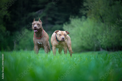 Portrait of two beautiful young pit bull terriers in the field against the background of the forest.