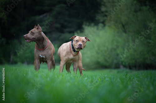 Fototapeta Naklejka Na Ścianę i Meble -  Portrait of two beautiful young pit bull terriers in the field against the background of the forest.