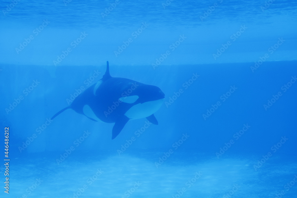 Fototapeta premium Beluga whales in the aquarium, in nature