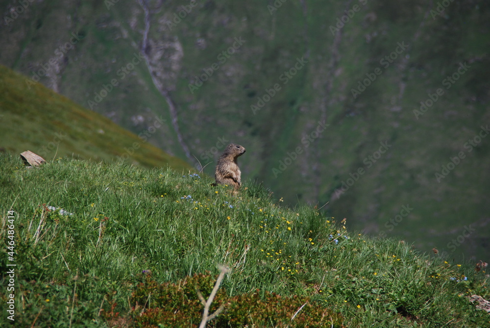 Fototapeta premium Tour du Mont Blanc (TMB)