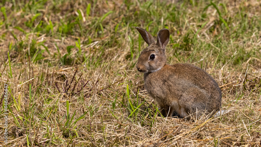Fototapeta premium ein Kaninchen auf einer grünen Wiese