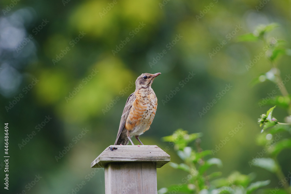 Naklejka premium Bird on the roof ridge