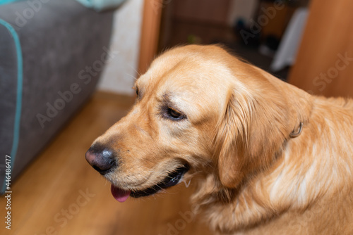 Golden retriever dog mouth open sitting on the floor at home.golden labrador portrait.Closeup.Side view. © ARVD73