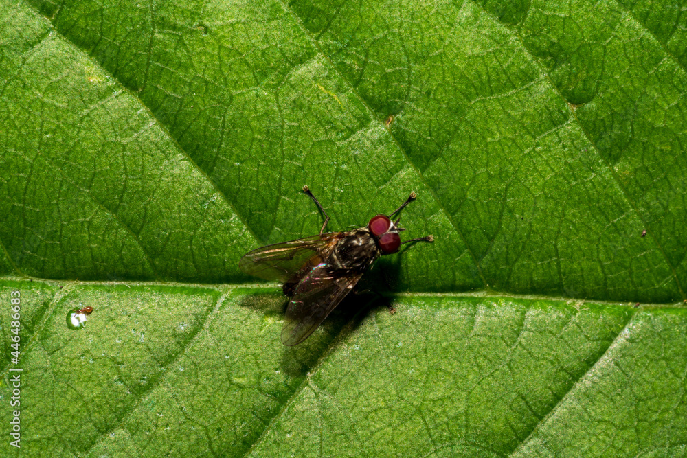 Fliege auf Blatt Fliege auf Blatt