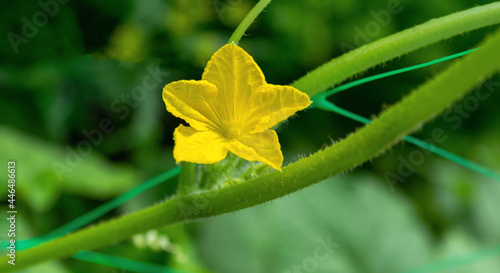 Blooming cucumber whip in the garden. Natural background, gardening.