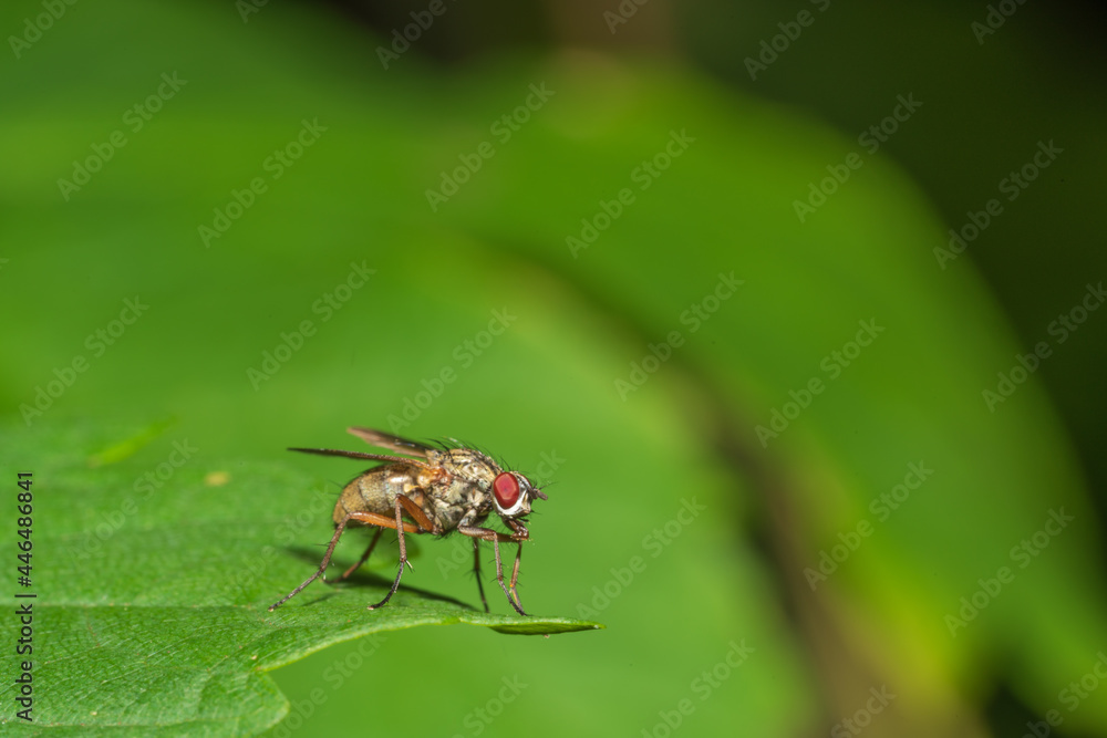 Fototapeta premium Fliege auf Blatt