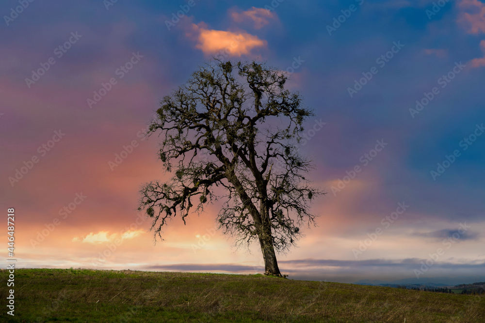 A lone oak tree loaded with mistletoe at sunrise in an agriculture field in the Ankeny National Wildlife Refuge near Salem, Oregon.