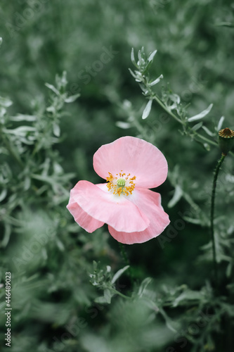 Closeup of a pink blindeyes flower in the blurred background photo