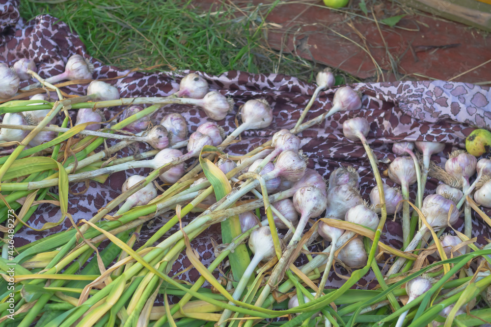 Naklejka premium The harvest of large garlic is dried after harvesting from the garden in the summer