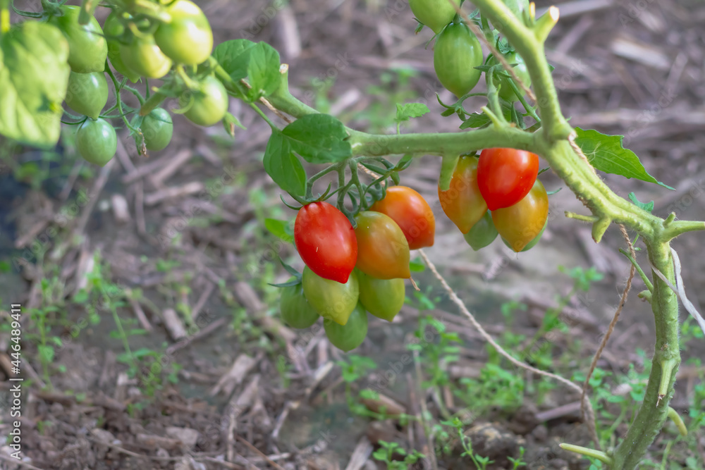 Tomatoes ripen on a plant in greenhouses, red tomatoes on a branch of a tomato bush in the garden Tomatoes ripen on a plant in greenhouses, red tomatoes on a branch of a tomato bush in the garden