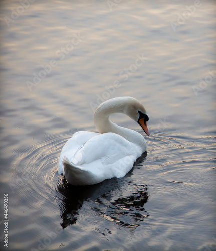 swan on the lake
