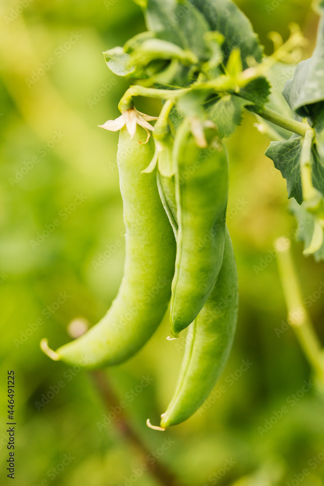 Close up of green garden peas growing in the garden. Shallow focus. Macro, stock photo Close up of green garden peas growing in the garden. Shallow focus. Macro, stock photo
