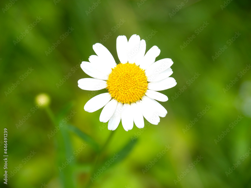 Fototapeta premium One white chamomile flower on a blurry green grass background. A blooming daisy is a close-up view from above.