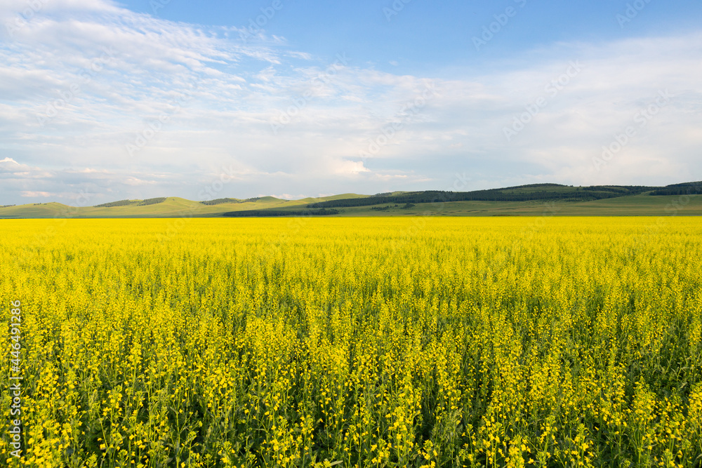 Summer sunny landscape with yellow fields of blooming rapeseed with green hills under a gorgeous blue sky