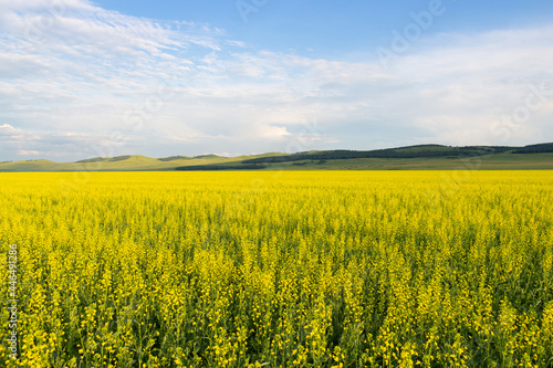 Summer sunny landscape with yellow fields of blooming rapeseed with green hills under a gorgeous blue sky