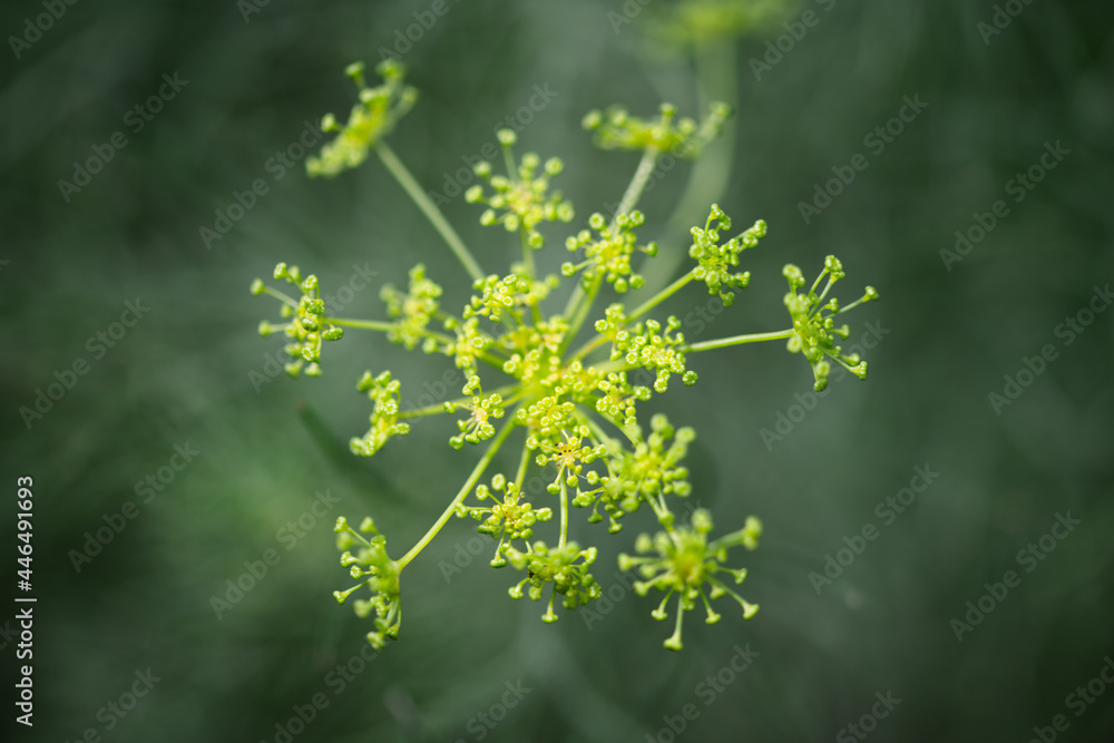 Macro Flowers Macro Flowers