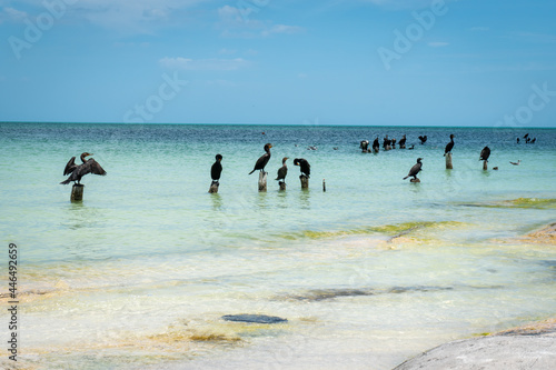 Gaviotas sobre palos verticales dentro de una playa turquesa del caribe photo