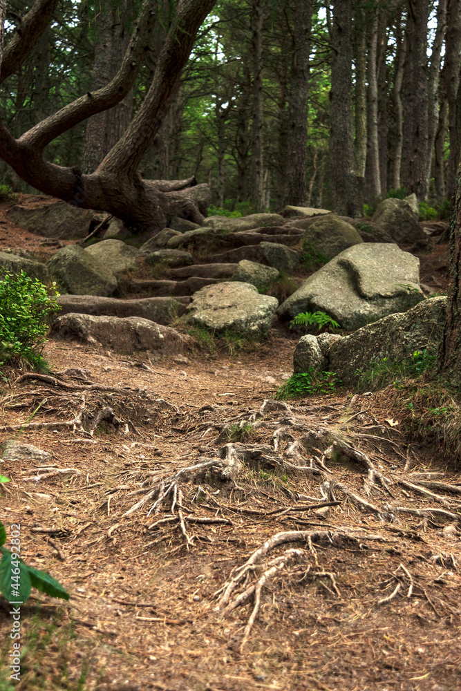 Hiking trail in the forest. Woods in Cairngorms, Aberdeenshire, Scotland, UK Hiking trail in the forest. Woods in Cairngorms, Aberdeenshire, Scotland, UK