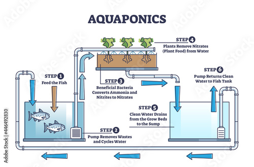 Aquaponics food production with hydroponics plants and fishes outline diagram. Environmental and nature friendly gardening and agriculture model with ecological irrigation system vector illustration.