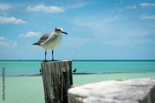 Gaviota solitaria sobre un palo de madera en una playa del caribe