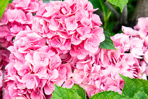 pink hydrangea flowers in garden