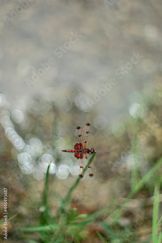 Dragonflies by the pond in summer