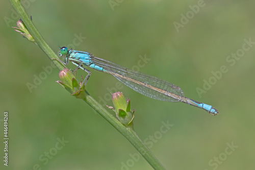 close up of common blue damselfly sitting on plant