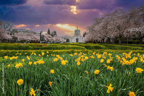 The Oregon State capitol building at sunset with flowering cherry trees and doffodils blooming, Salem Oregon photo